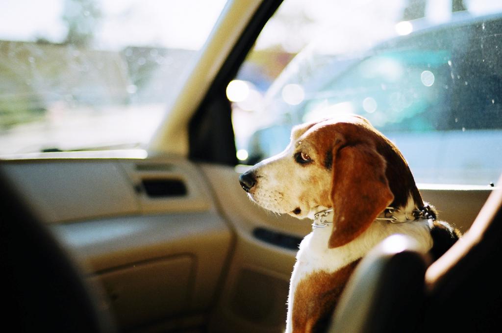 Kodak Gold 200 Color Negative Film (35mm Roll Film, 36 Exposures)
