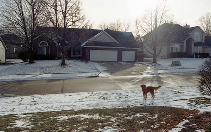 Kodak Gold 200 Color Negative Film (35mm Roll Film, 24 Exposures)