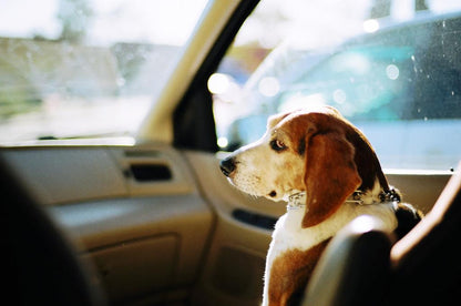 Kodak Gold 200 Color Negative Film (35mm Roll Film, 24 Exposures)